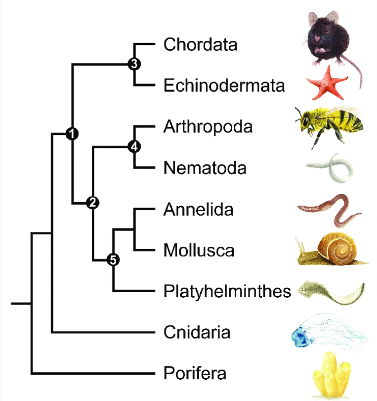 Dendrogram: Phylogentic tree example